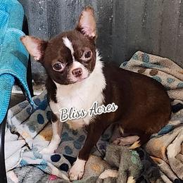 Penelope - Chihuahua