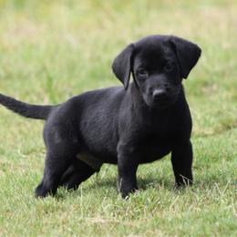 Brown collar - Black male Labrador Retriever puppy in Four Oaks, North Carolina from TLC Retrievers