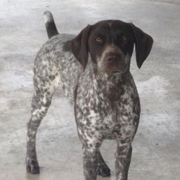 German Shorthaired Pointer Puppies from Madrone German Shorthaired Pointers