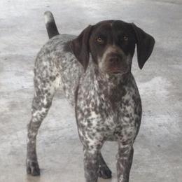 German Shorthaired Pointer Puppies from Madrone German Shorthaired Pointers