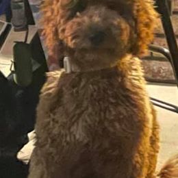 Goldendoodles and Labradoodles from Aqua Doodles