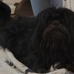 ROCCO - Shih Tzu