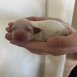 Winston - Blenheim male Cavapoo puppy in Glendale, Arizona from Dashing Dogs