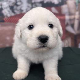 Purple Girl - White female Great Pyrenees puppy in Elfrida, Arizona from Outlaw Acres Farm & Kennels