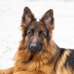 Willie - German Shepherd