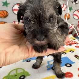 Reba - Salt and pepper female Miniature Schnauzer puppy in Comanche, Texas from Circle R Sidney