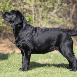Labrador Retriever All Grown Up from Rushmere Labradors