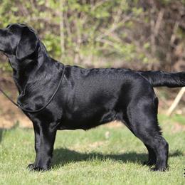 Labrador Retriever All Grown Up from Rushmere Labradors