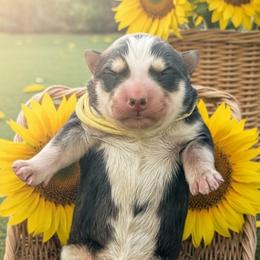Sunflower - Black and white female Siberian Husky puppy in Sherwood, Oregon from Whiskey River Siberians