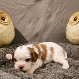 Jamison - Blenheim male Cavalier King Charles Spaniel puppy in Pennsylvania from Julie's Cavalier King Charles Spaniels