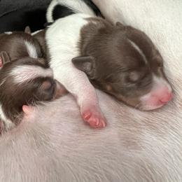 Teddy Roosevelt Terrier puppies from Wiggle Wags Miniature American Shepherds