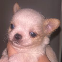 Twinkie (was Tobiko) - Fawn male Chihuahua puppy in New Castle, Delaware from Sasha’s Elite Kennel LLC
