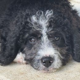 Bernedoodle Puppies from BellaDoodles