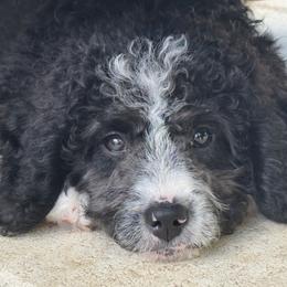 Bernedoodle Puppies from BellaDoodles
