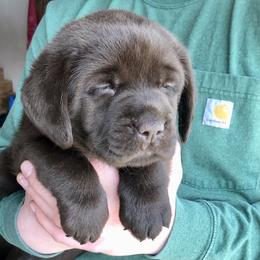 Labrador Retriever Puppies from New England Premier English Labradors
