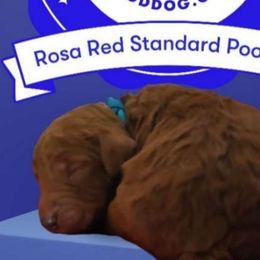 Prince William Red Fire King - Poodle puppy from Rosa Red Standard Poodles