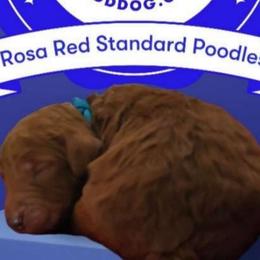 Prince William Red Fire King - Poodle puppy from Rosa Red Standard Poodles