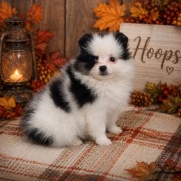 Hoops - Black and tan parti female Pomeranian puppy in Sandia, Texas from Broken Arrow Poms