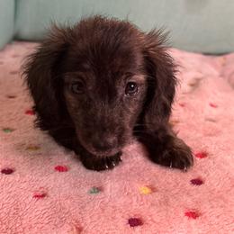 Yellow girl - Brindle female Dachshund puppy in Live Oak, Florida from The Weenie Herd Mom