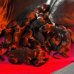 Girl 1 - Black and rust female Doberman Pinscher puppy in Lake City, Florida from Paintedcrazy Doberman Pinchers