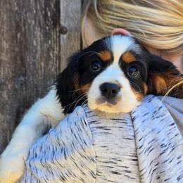 Winston - Tri-color male Cavalier King Charles Spaniel puppy in Preston, Maryland from Katie's Pups