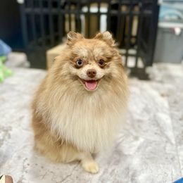 Drago - Chocolate merle male Pomeranian puppy in Eagle Pass, Texas from Texas Tumbleweed Poms