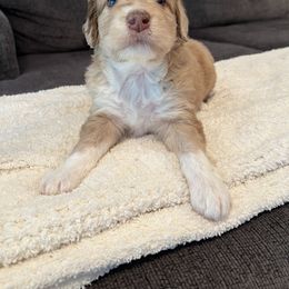 Aussiedoodle Puppies from A Dose Of Doodle