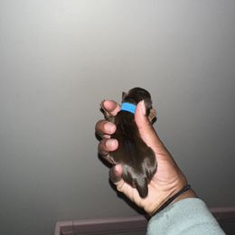 Yorkshire Terrier Puppies from A yorkie palace