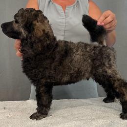 Bear - Brindle male Poodle puppy in Roseville, California from Aura & Luxe Poodles