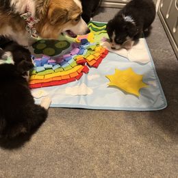 Golden Retriever and Pembroke Welsh Corgi Puppies from Silver Myst Acres