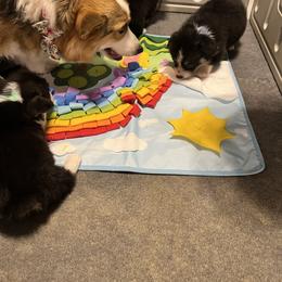 Golden Retriever and Pembroke Welsh Corgi Puppies from Silver Myst Acres