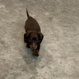 Dachshund Puppies from L & A Dachshunds