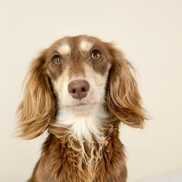 Tani - Dachshund