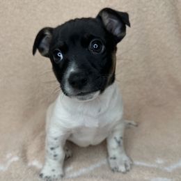 Reed - White and black male Teddy Roosevelt Terrier puppy in Little Elm, Texas from Stone's Teddy Roosevelt Terrier's & French Bulldogs