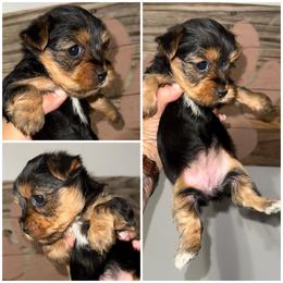 Gracie - Black and gold female Morkie puppy in Cleveland, Tennessee from Moody’s Morkies and More