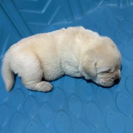 Labrador Retriever puppies from Maggie's Lab