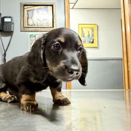 Dachshund Puppies from Dachshundsnextdoor