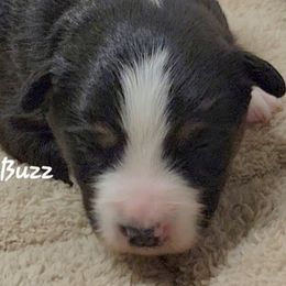 Buzz - Black tri male Miniature Australian Shepherd puppy in Waxhaw, North Carolina from Cane Creek Aussies
