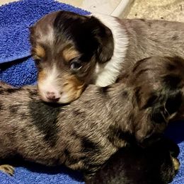 Chihuahuas and Dachshunds from Bartelt Breeders