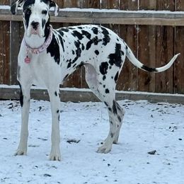 Girl 3 - Harlequin Great Dane puppy in Lawrenceburg, Indiana from Jordan Giants