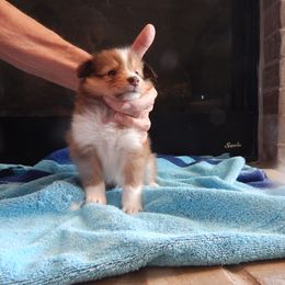 Males from current litter - Sable and white male Shetland Sheepdog puppy in Oklahoma City, Oklahoma from mvshelties