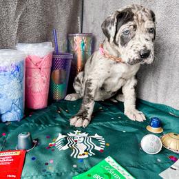 Imogen - Merle female Great Dane puppy in Climax, Michigan from Beaver Creek Danes