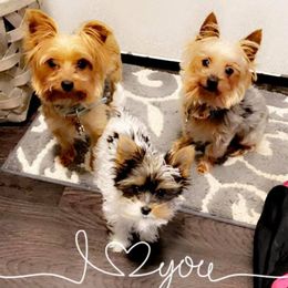 Yorkshire Terriers from Cherry Tree Kennels