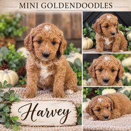 Harvey - Red  male Goldendoodle puppy in St Anthony, Idaho from Diamond H Puppies