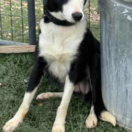 Joli - Border Collie
