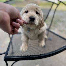 Golden Retriever Puppies from Renko Kennel