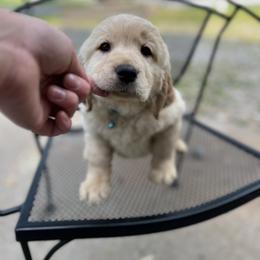 Golden Retriever Puppies from Renko Kennel