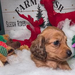 Sir. Rudolph price 2,000 - Red male Dachshund puppy in Bristol, Tennessee from It's Mini Wieners Baby