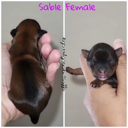 Poodle and Yorkshire Terrier Puppies from Effervescent-Pooches