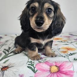 Cream sable male 1 (Orange) - Sable male Dachshund puppy in Belle Rive, Illinois from Akin's Miniature Dachshunds, LLC